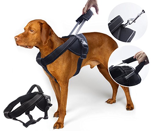 Why You Ought To Workout Your Dog with No pull dog harness