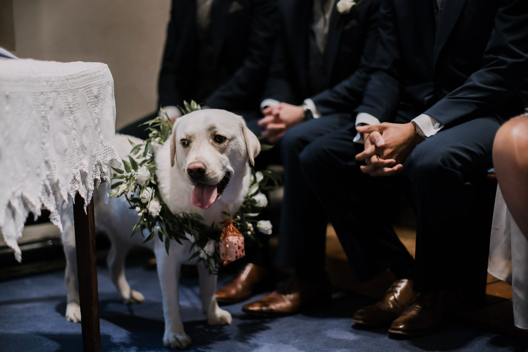 The Secure Method to Attire Your Big Canine inside a Costume