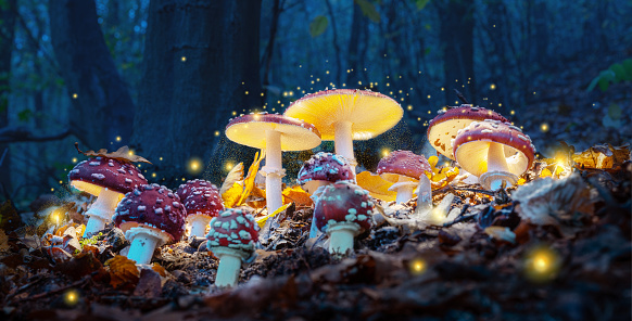 Magic Mushroom – What Is It and Effects