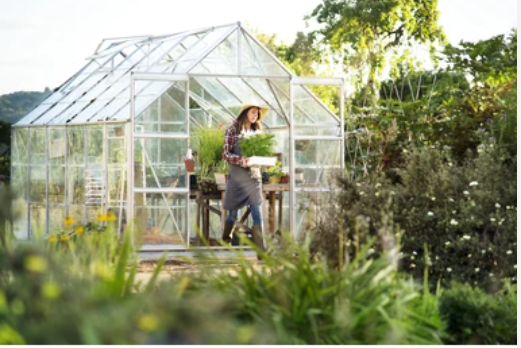 Everything You Need To Know Before Buying A Greenhouse