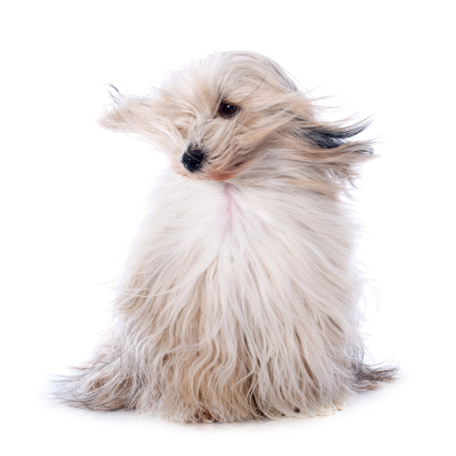 Learn what warranties you will have on the blow dryer for dogs