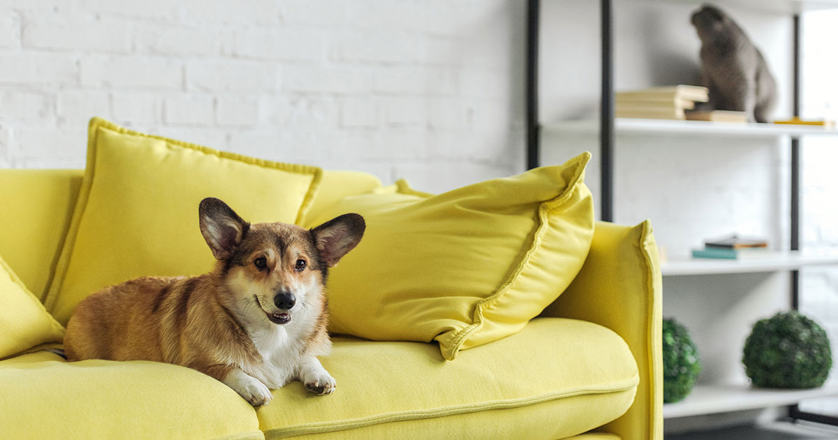 Pet-Helpful Apartment rentals: The Right Place to reside for Dog Fans