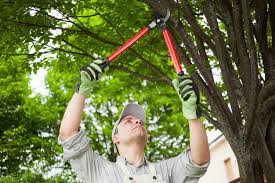 Tree Removal in San Antonio, TX: Safely and Efficiently Clearing Your Landscape