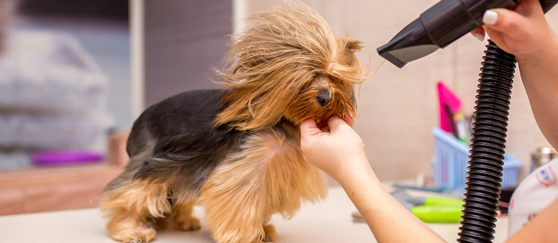 The dog blow dryer might be a better choice to keep your pet’s locks wholesome
