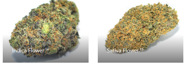 Outstanding Cost savings In Your Up coming Cannabis Ounce Obtain in Vancouver!