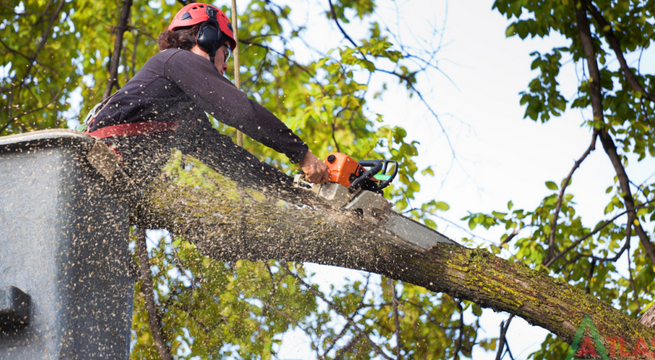 The Role of Tree removal services in Property Maintenance