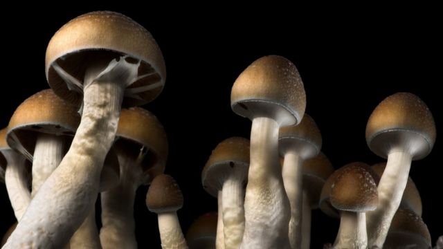 Info you have to know before you take fresh mushrooms