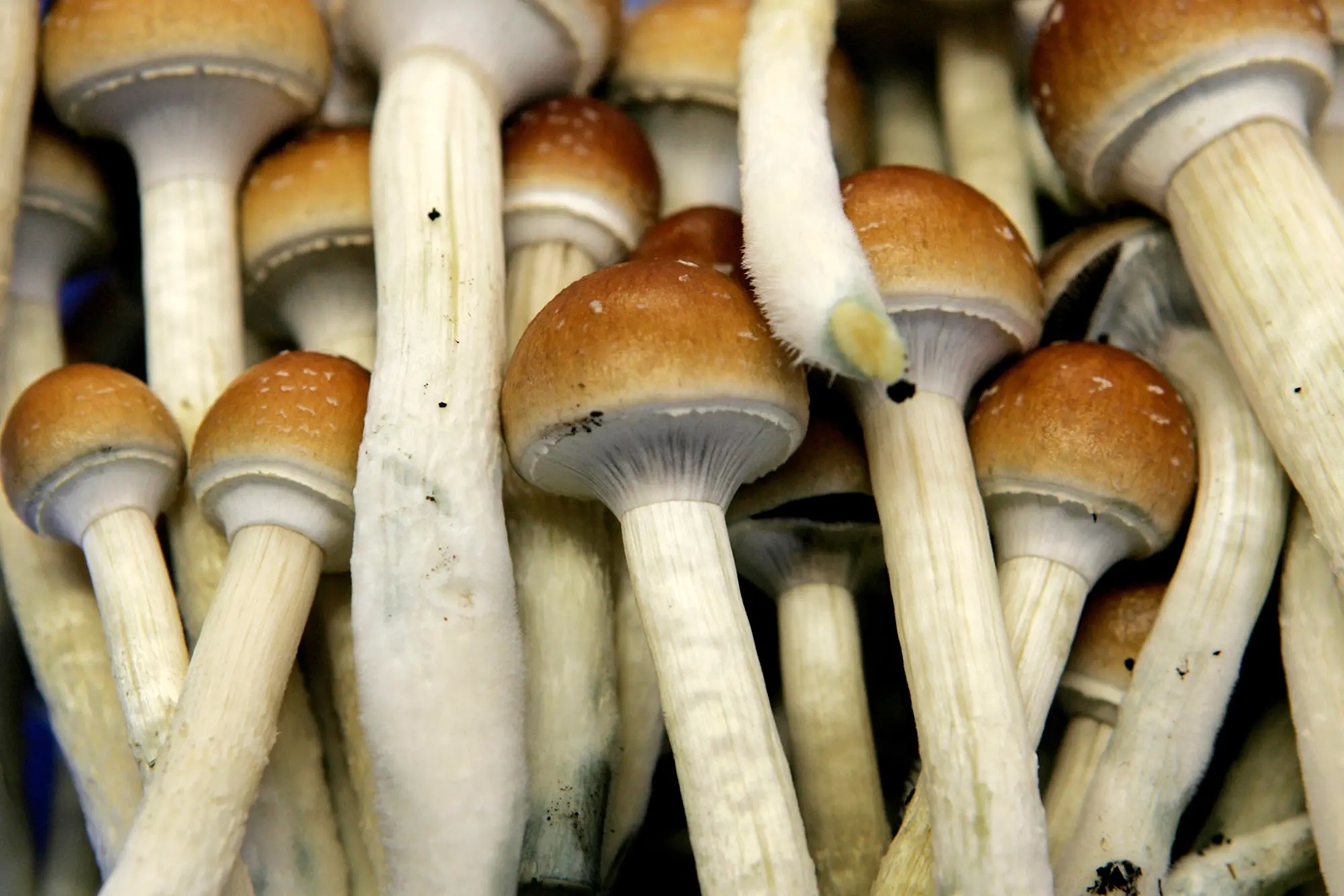 Buy Shrooms DC: Tips for Sourcing High-Quality Psychedelics