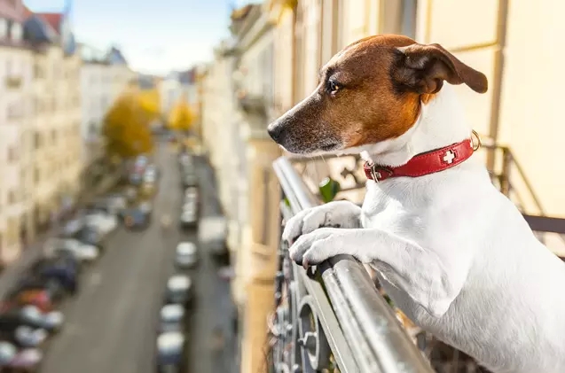 Dog-Warm and warm and friendly Condominiums In Your Area: How you can find the correct one for the Dog