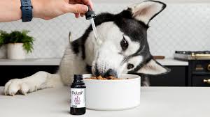 CBD for Pets: A Gentle Approach to Wellness