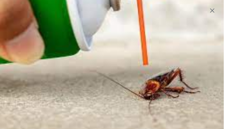 Natural Solutions for DIY Pest Control