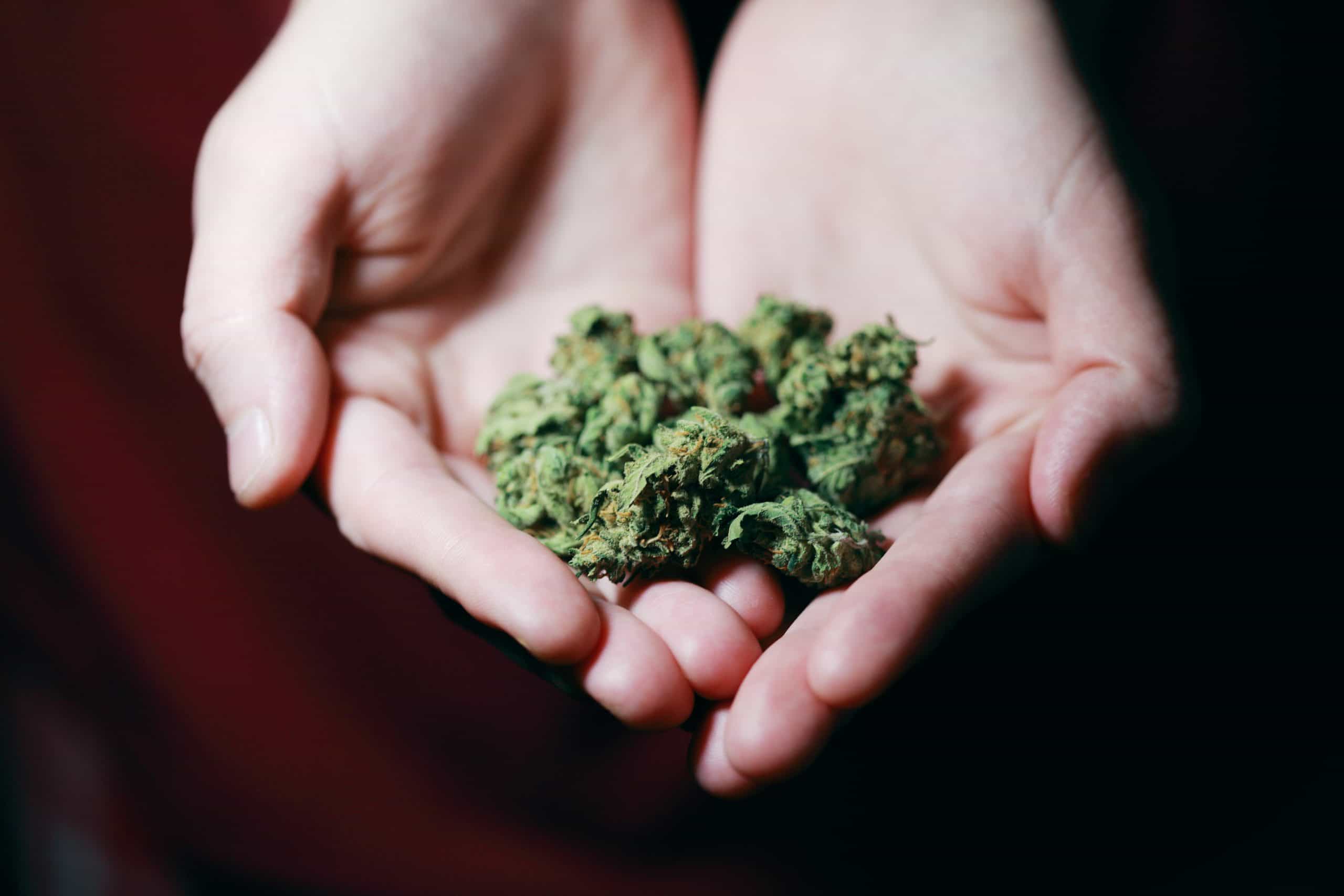 Online Dispensary Dreams: Buy Weed Canada