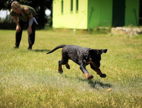 From Obedience to Agility: The Ultimate Online Training Guides for Dogs